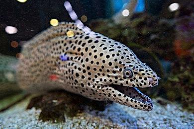 谷歌再推优惠活动 买游戏送Stadia Premiere版套件